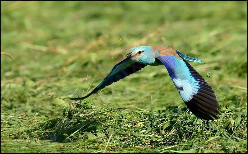 European Roller