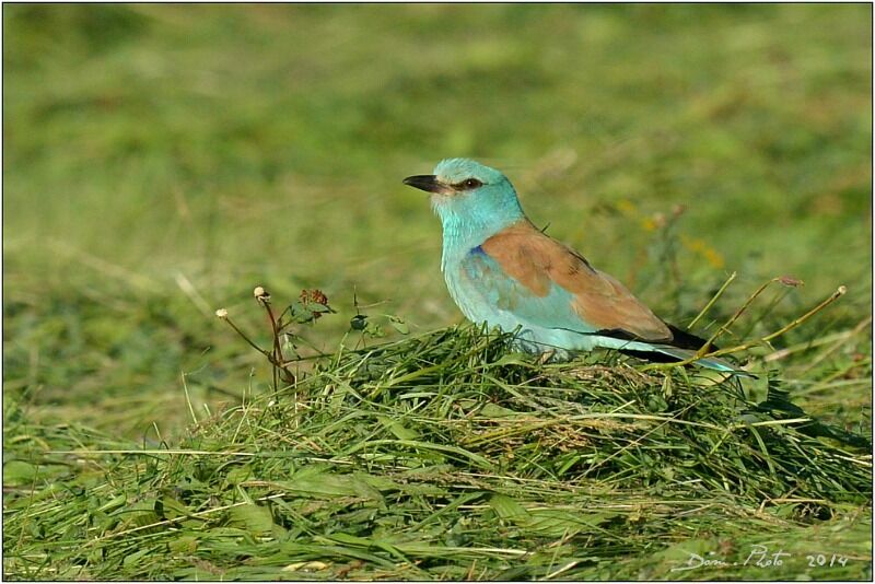 European Roller