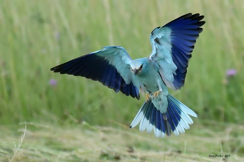 European Roller