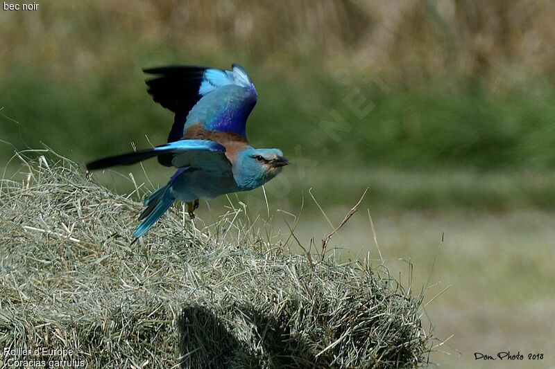 European Roller