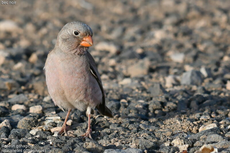 Trumpeter Finch