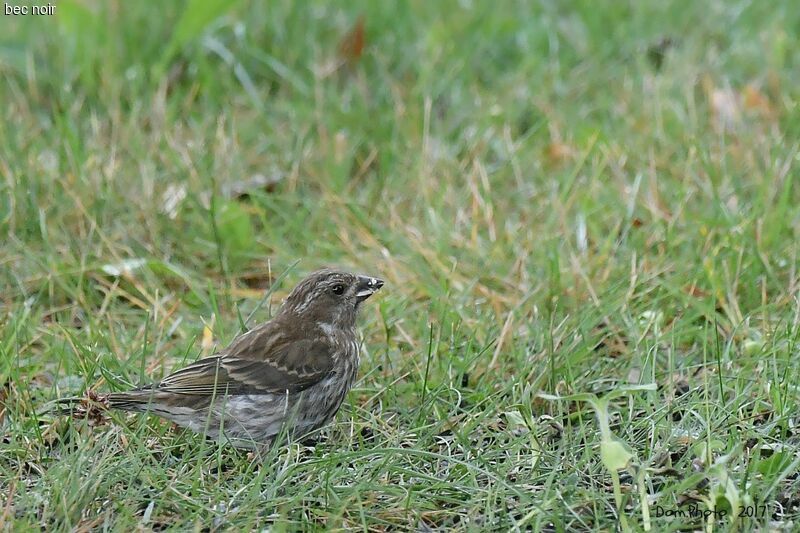 Purple Finch