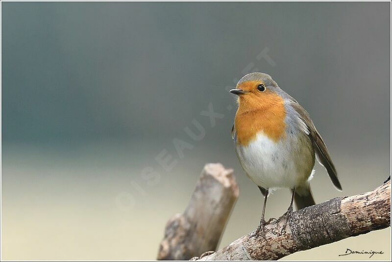 European Robin