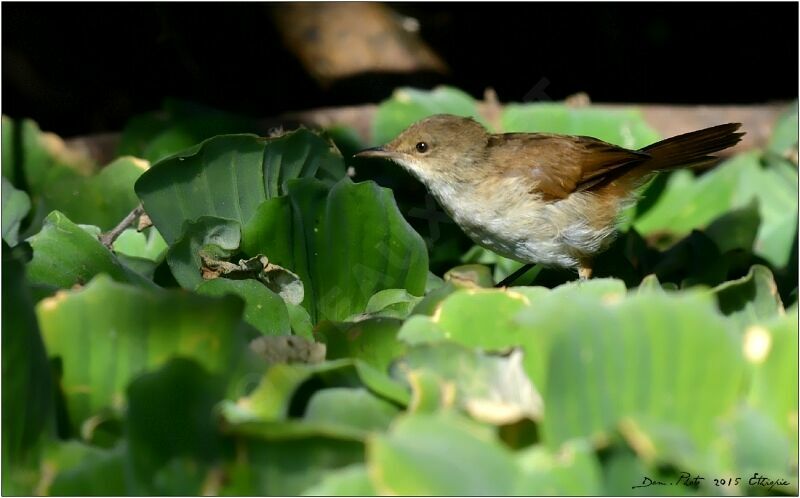 Lesser Swamp Warbler