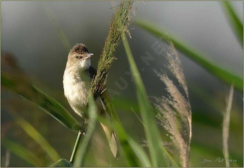 Great Reed Warbler