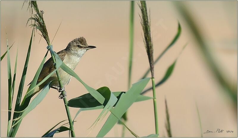 Great Reed Warbler