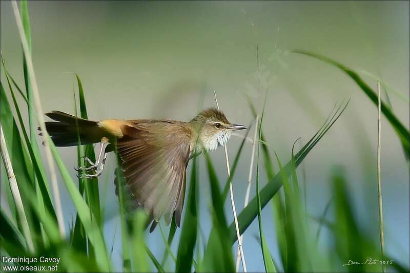 Great Reed Warbleradult, Flight