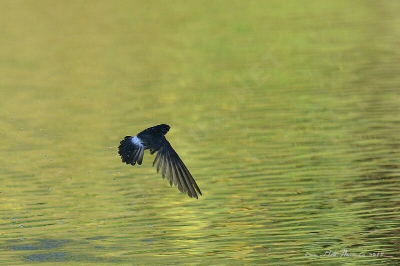 White-rumped Swiftlet