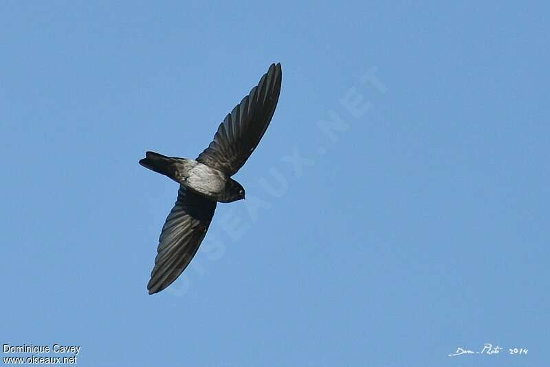 Glossy Swiftlet, identification