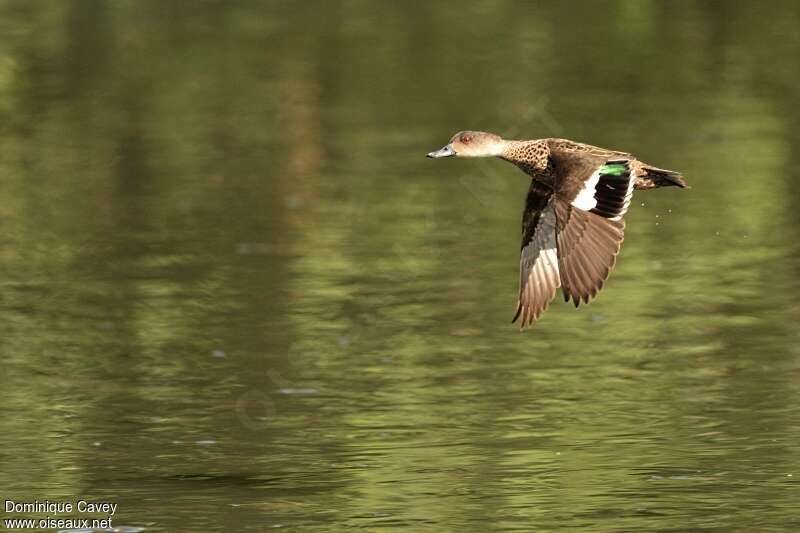 Grey Tealadult, Flight