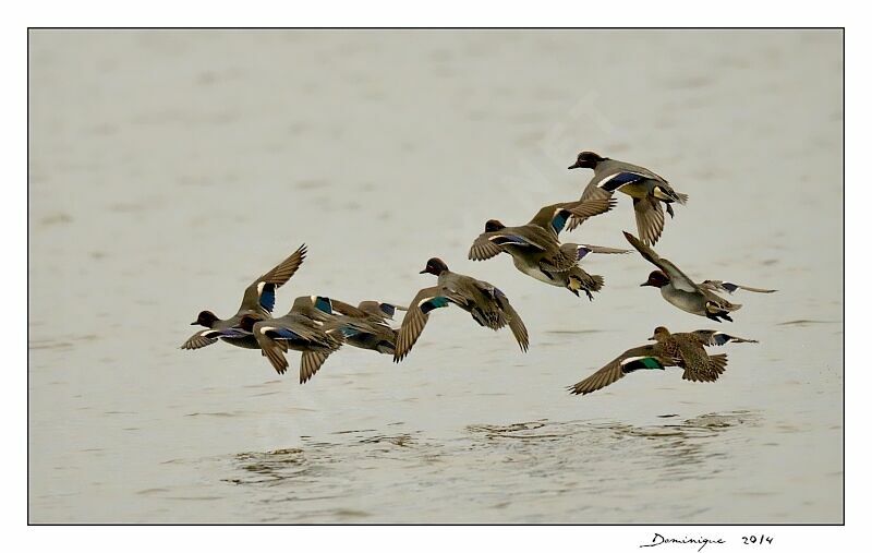 Eurasian Teal