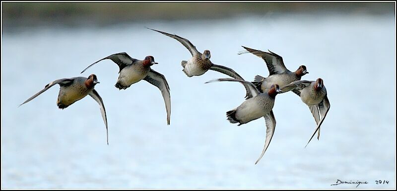 Eurasian Teal