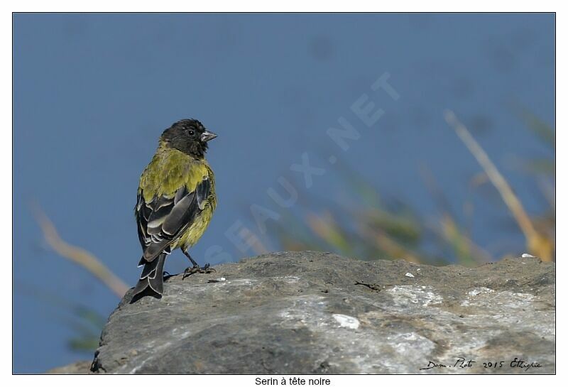 Serin à tête noire