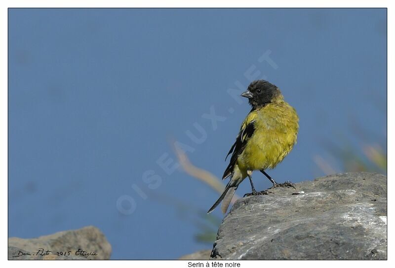 Serin à tête noire