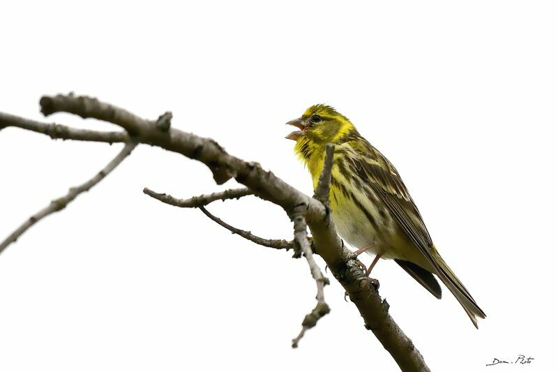 Serin cini