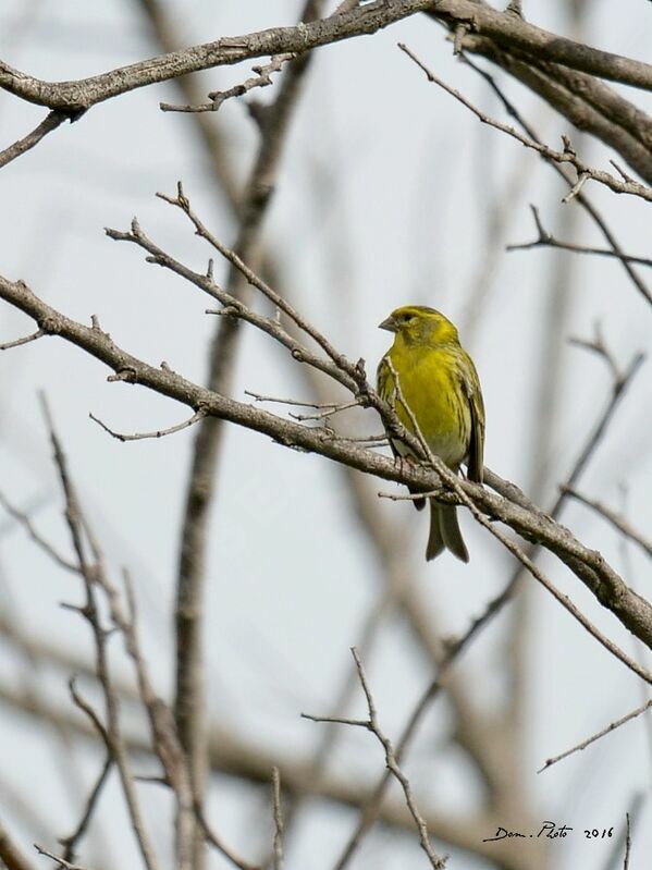 Serin cini