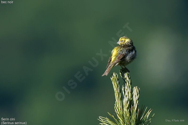 European Serin