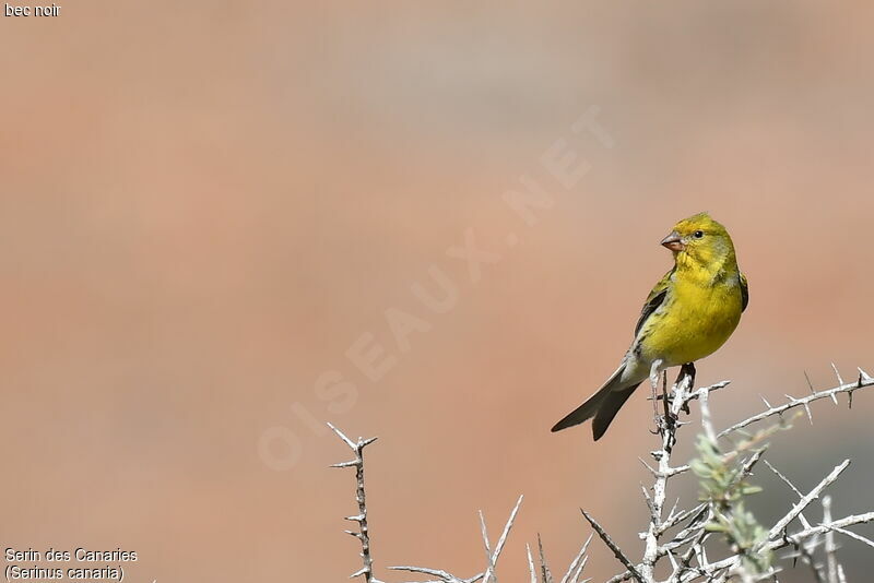 Serin des Canaries