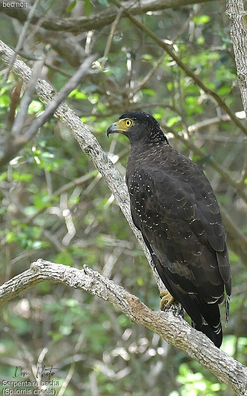 Crested Serpent Eagle