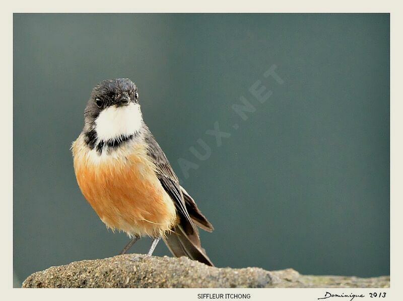 Rufous Whistler