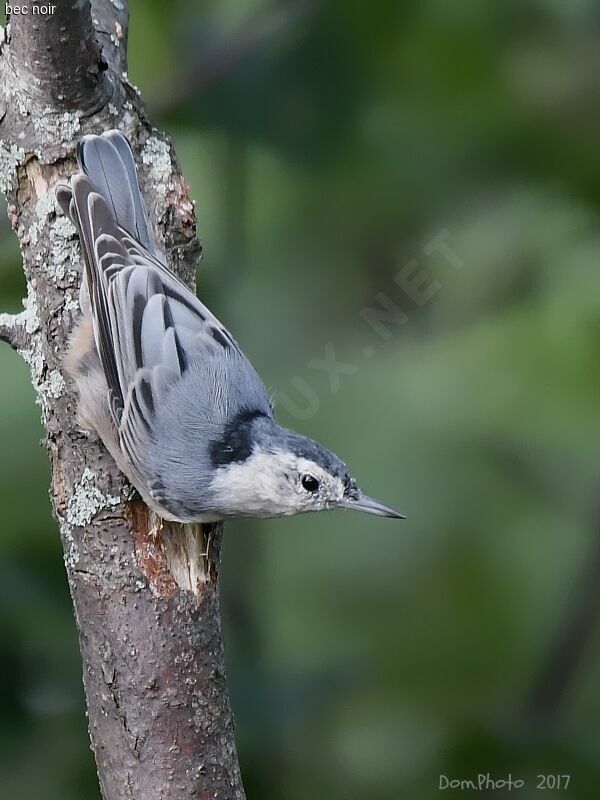 White-breasted Nuthatch