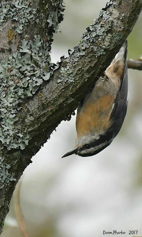 Red-breasted Nuthatch