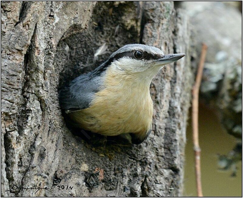 Eurasian Nuthatch