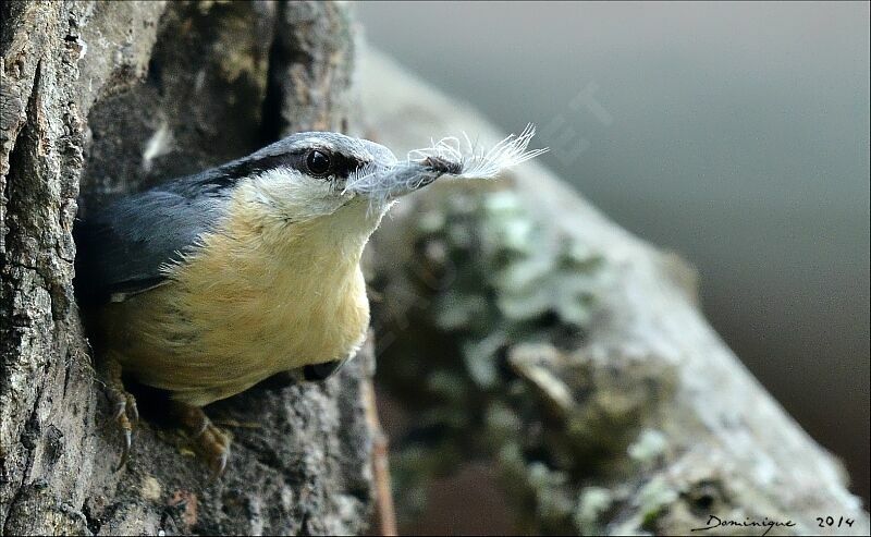 Eurasian Nuthatch