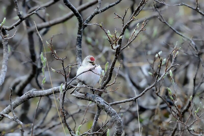 Arctic Redpoll