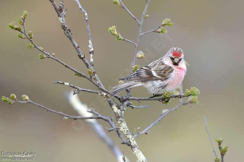 Common Redpoll male adult breeding, identification