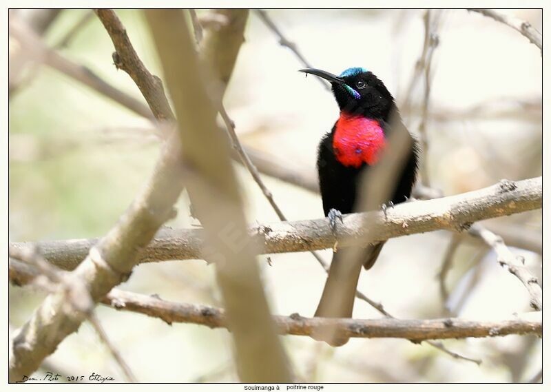 Scarlet-chested Sunbird