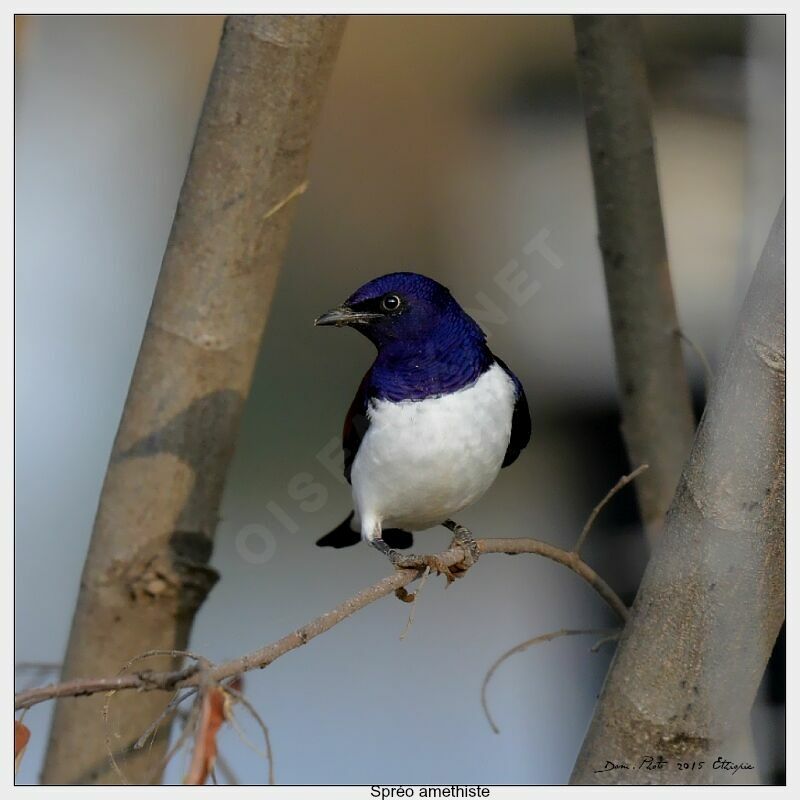 Violet-backed Starling