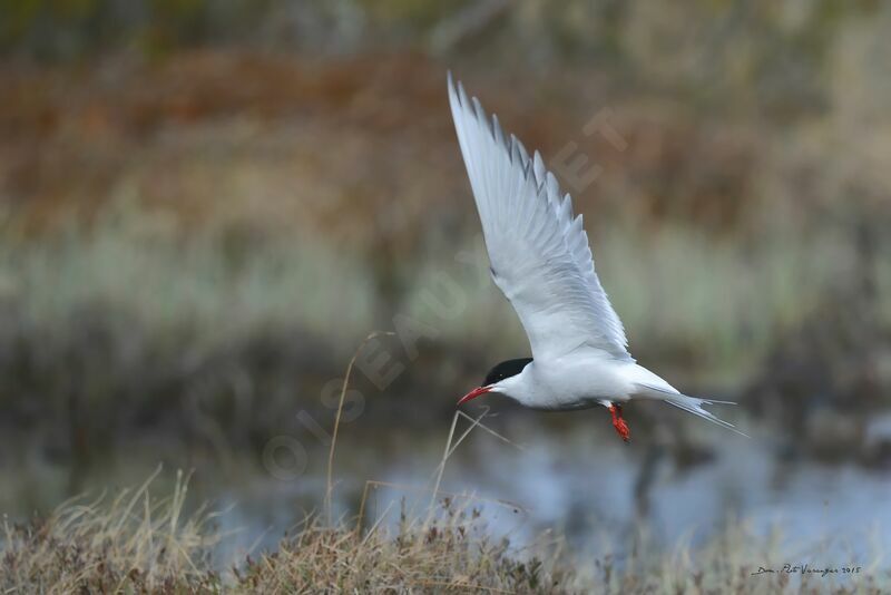 Arctic Tern