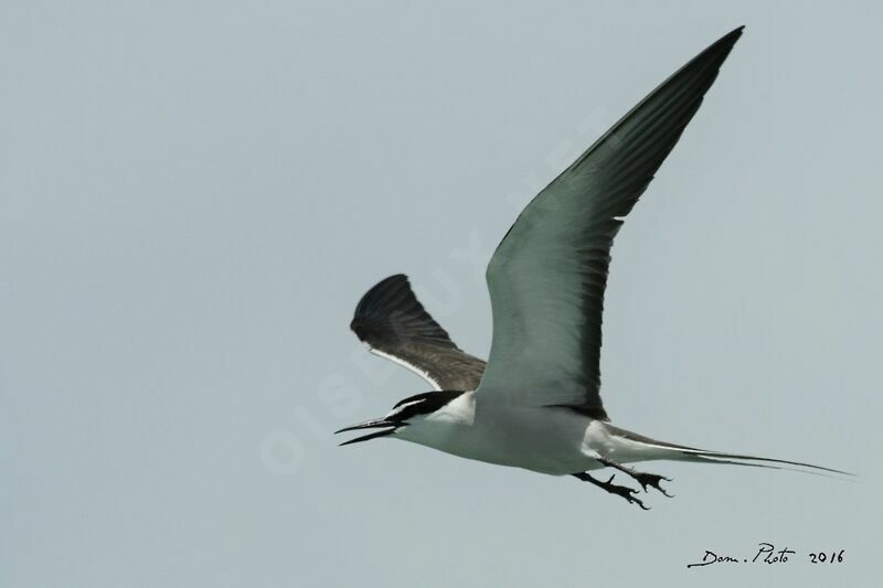 Bridled Tern