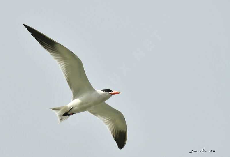 Caspian Tern