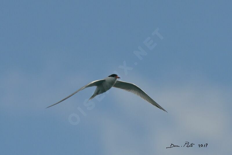 Roseate Tern