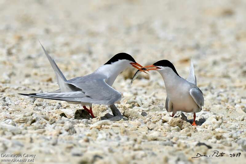 Roseate Ternadult breeding, pigmentation, feeding habits, courting display