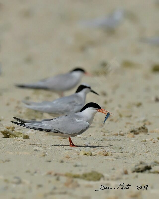 Roseate Tern