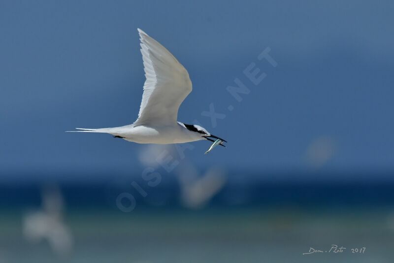 Black-naped Tern