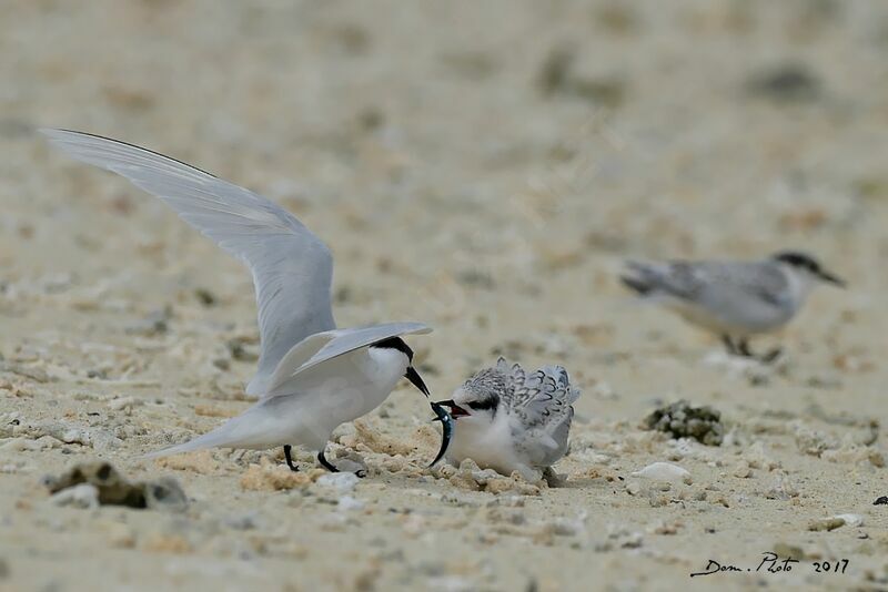 Black-naped Tern