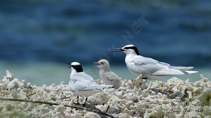 Black-naped Tern