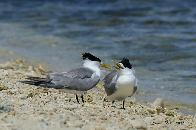 Greater Crested Tern