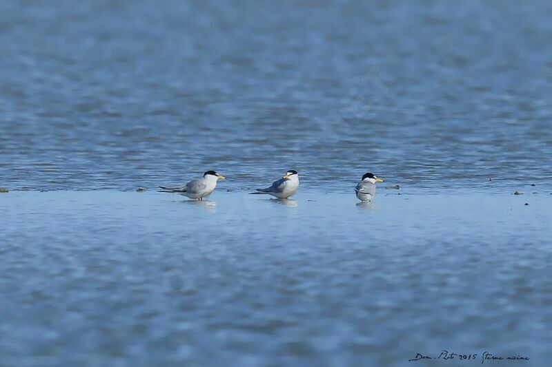 Little Tern