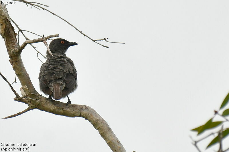 Striated Starling