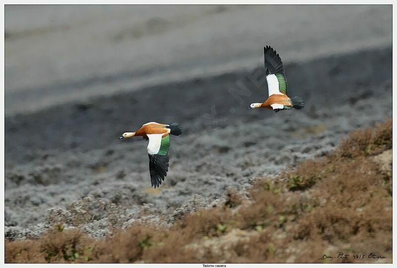 Ruddy Shelduck