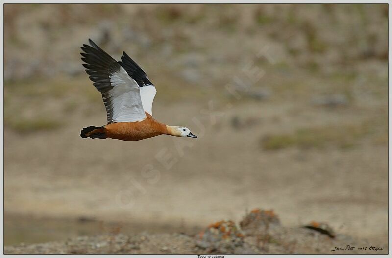 Ruddy Shelduck