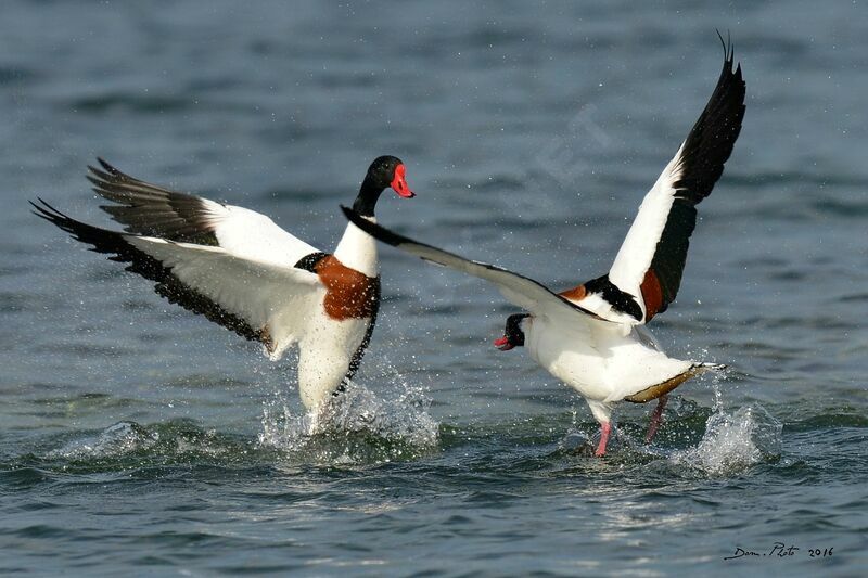 Common Shelduck