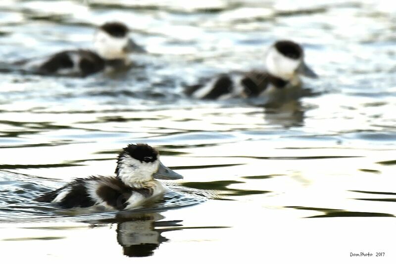 Common Shelduck