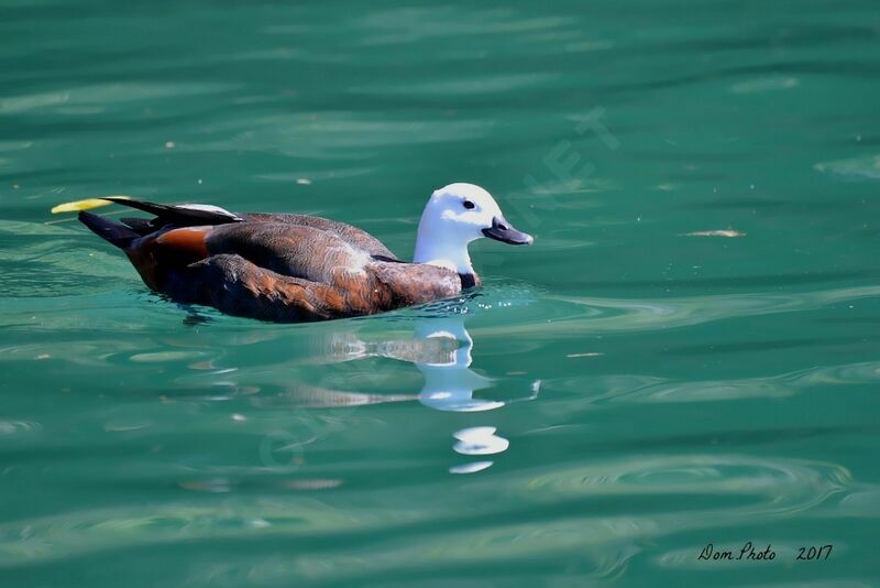 Paradise Shelduck