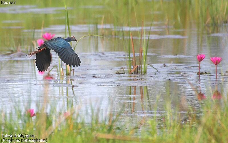 Grey-headed Swamphen